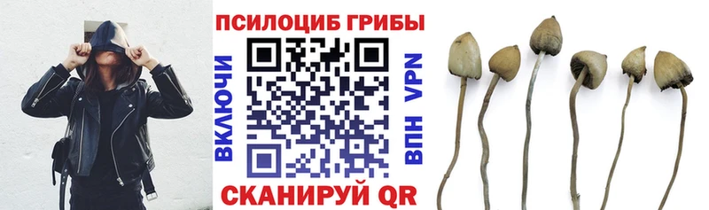 Псилоцибиновые грибы Cubensis Невельск